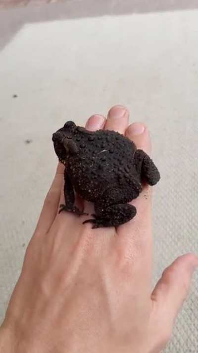 I should have expected this from a toad