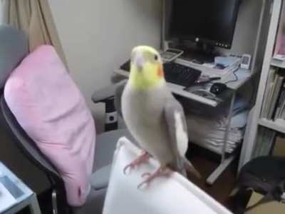 Cockatiel forgets the lyrics