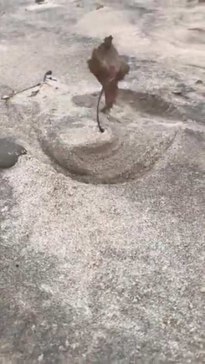Leaf digging into ground