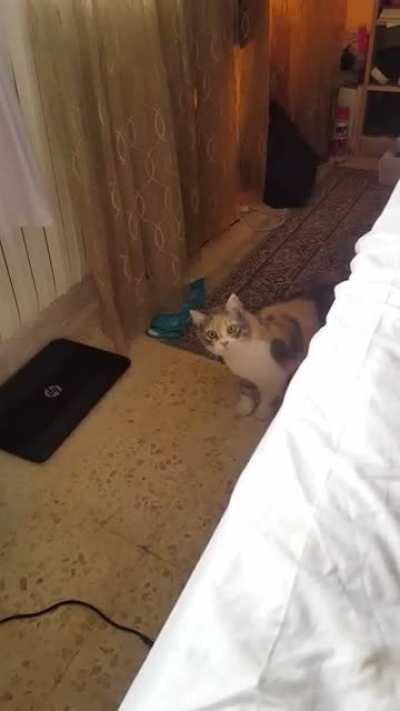 Cat vs. Epilator