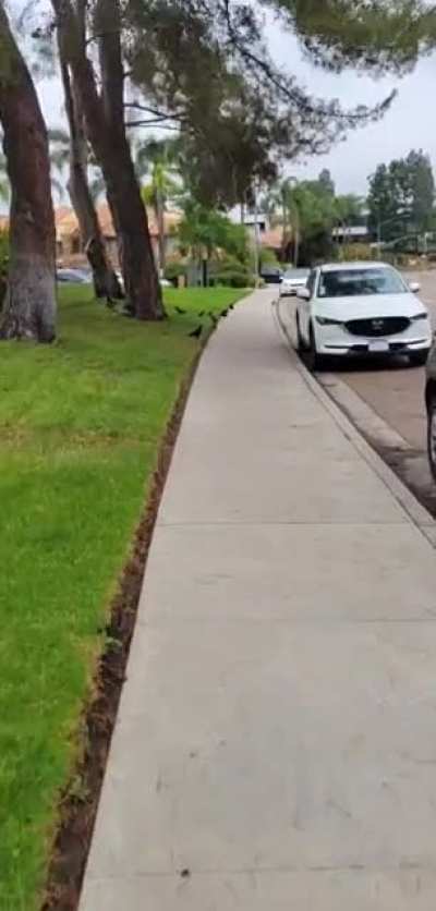 Doggy is strong