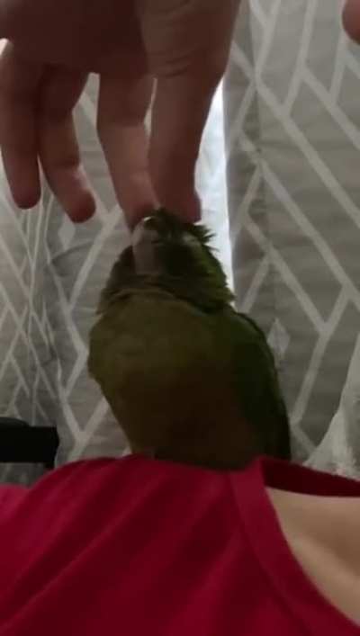 FLUFFY AVOCADO 🥑