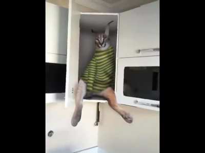 Floppa life