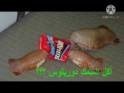 السمك يأكل dorito ؟؟؟😂😂<wbr>😂