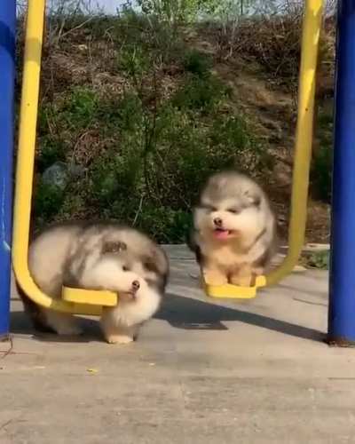 dusty swing