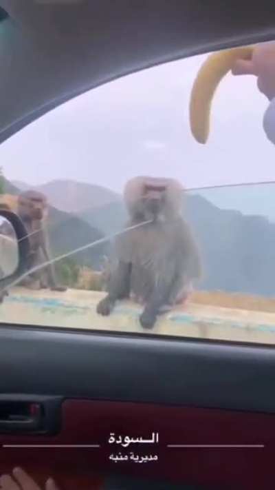 🍌🐵
