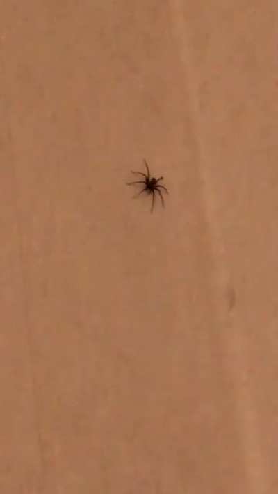 After this, I ate the couple and the apartment is now mine. Have a nice evening fellow redditors // Spidey Spidersson
