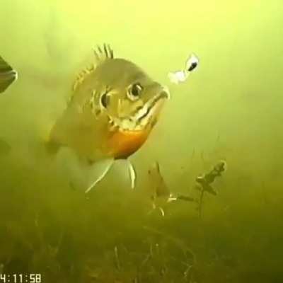 My fishermen need me!