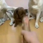 Looks like someone has been betrayed