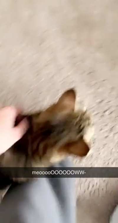 Meeeeeeeeoooo-