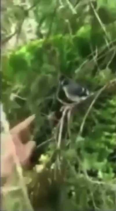 My Friend Tried to Touch a Bird