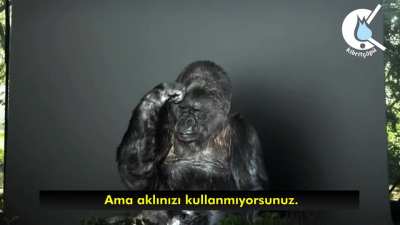 Amk gorili bile müslüman