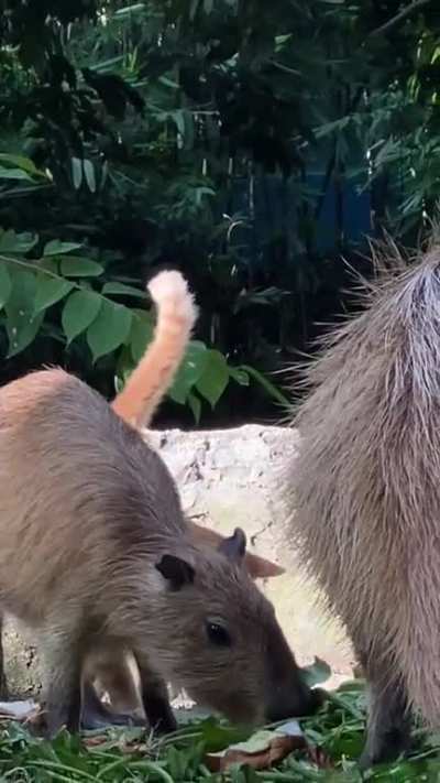 this orange cat with capybara in zoo negara, Malaysia