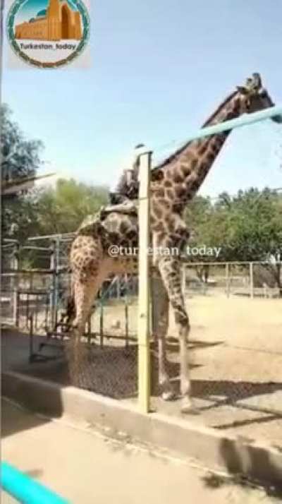 Drunk man rides a giraffe