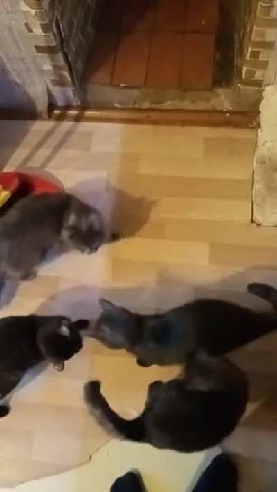 Какие-то неправильные коты