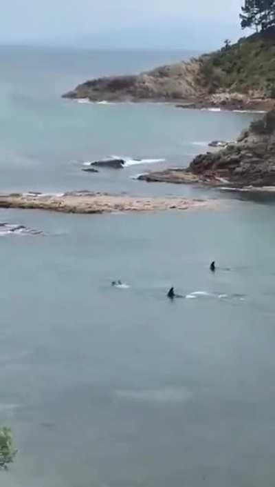 There has never been a person  in record who was killed by a wild orca.
