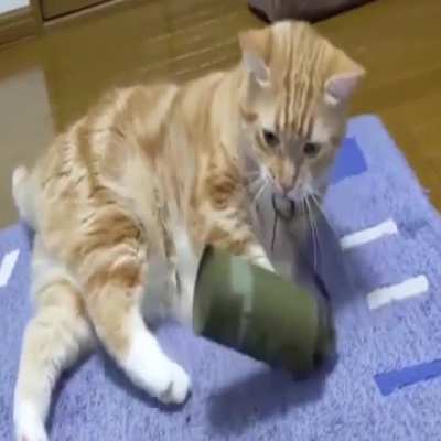 cat explodes