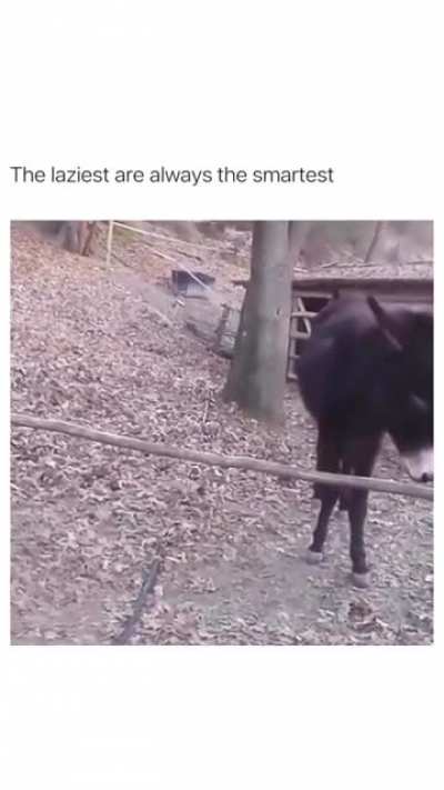 Smart Donkey