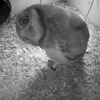 superb OWL!!