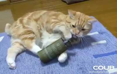 Just a cute kitty playing