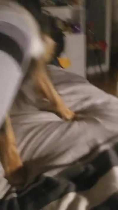 My dog when I try to play with her...