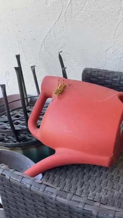 A Bug’s Life