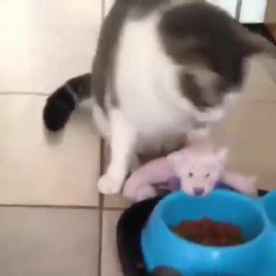 Tries to share his food with stuffy