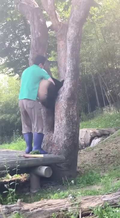 Fu Bao gets stuck. Grandpa saves her