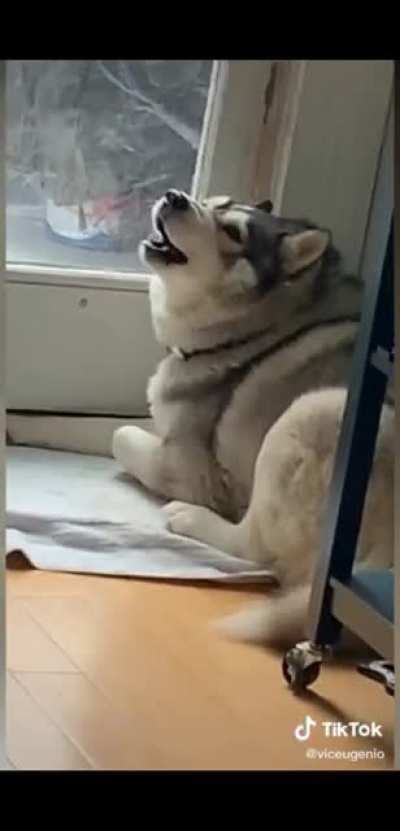 husky