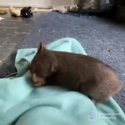 Вомбат