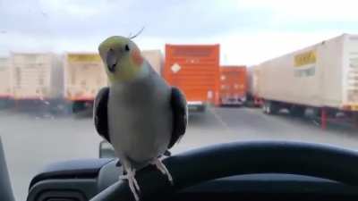 WTF indeed brother birb. WTF indeed