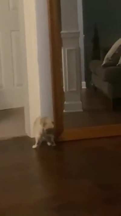 Caty vs. mirror