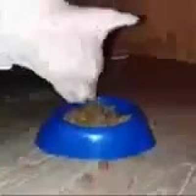 fine dining