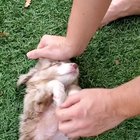 I am small, but I know when I need tummy rubs.