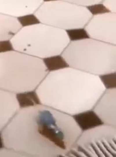 Ratatouille Secret Scenes