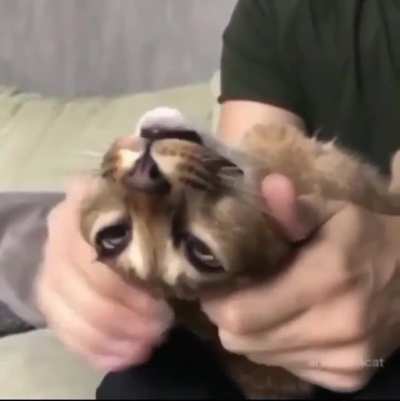 u_DudaTheDude