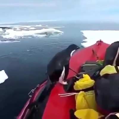 Abrupt marine life