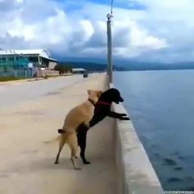 Mans best friend will always save you