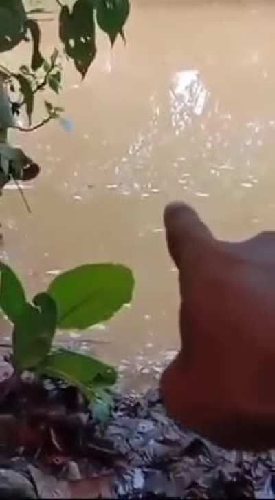 Something’s in the water…