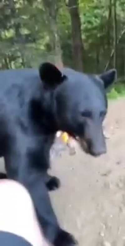 Bear encounters