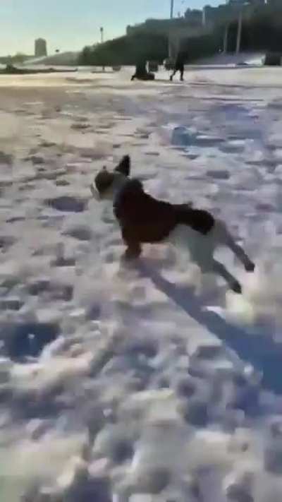 EvIl PeRsOn tRiEs To rUn OvEr InNoCeNt AnImAl, BaRlEy eScApEs WiTh tHeIr LiFe