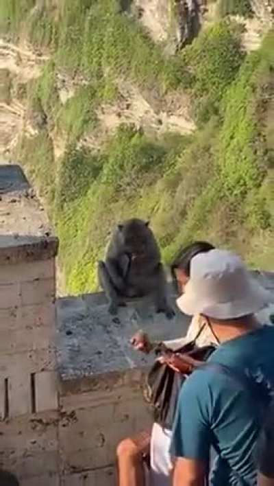 Monkeys in Bali have learnt that they can steal people's phone and negotiate their return for food
