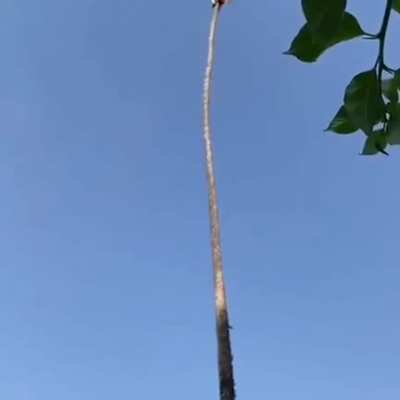 Brass balls takes on a leaning palm tree.