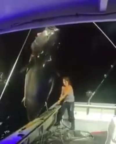 1000 pound bluefin tuna landed solo by Michelle Bancewicz Cicale