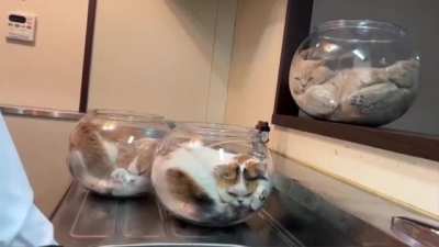 3 cats in bowls