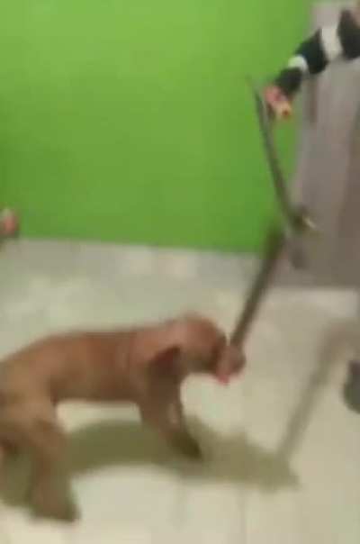 This dog doesn't know how easily it could sever this guy's artery with the machete in its mouth