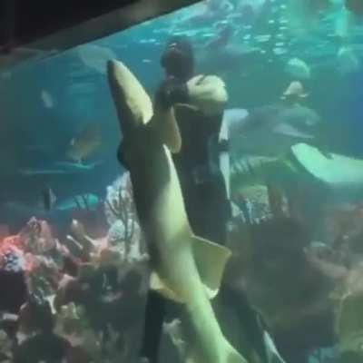 Half of this sub thinks sharks are scary and the other half be like