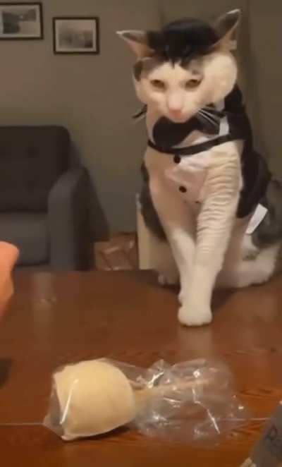 Cat posing for birthday