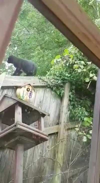Cat tries gymnastics