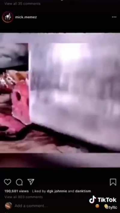 pig